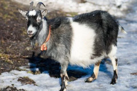 Goat Stock Photos