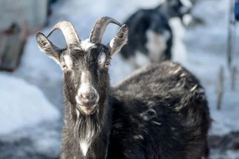 Goat Stock Photos