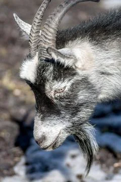 Goat Stock Photos