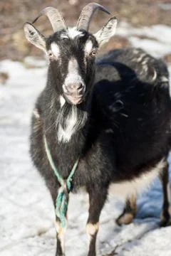 Goat Stock Photos