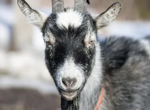 Goat Stock Photos