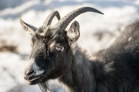 Goat Stock Photos