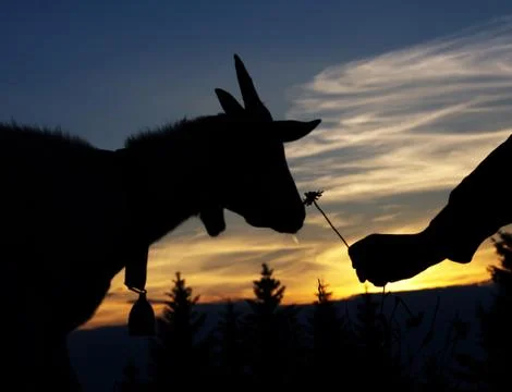 Goat Stock Photos