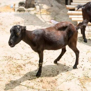Goat Stock Photos