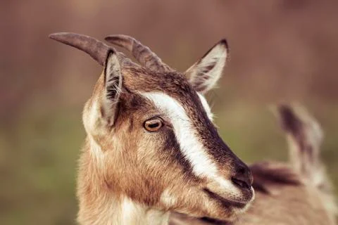 Goat Stock Photos