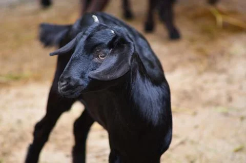 Goat Stock Photos