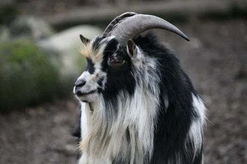 Goat Stock Photos