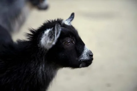 Goat Stock Photos