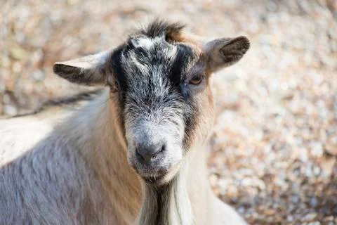 Goat Stock Photos