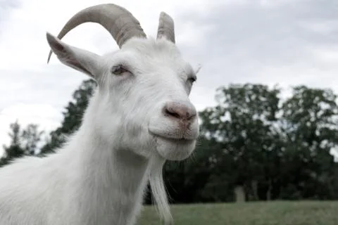 Goat Stock Photos