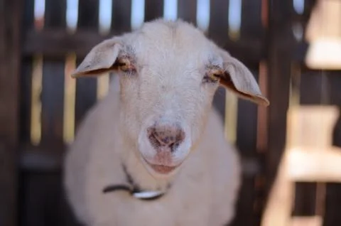 Goat Stock Photos
