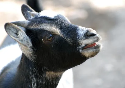 Goat Stock Photos