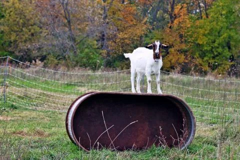 Goat  Stock Photos