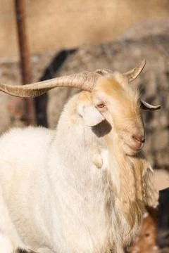 Goat Fotos Stock