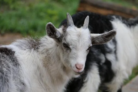 Goat Foto stock