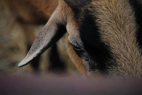 Goat Stock Photos