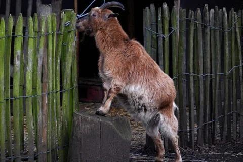 Goat. Stock-Fotos