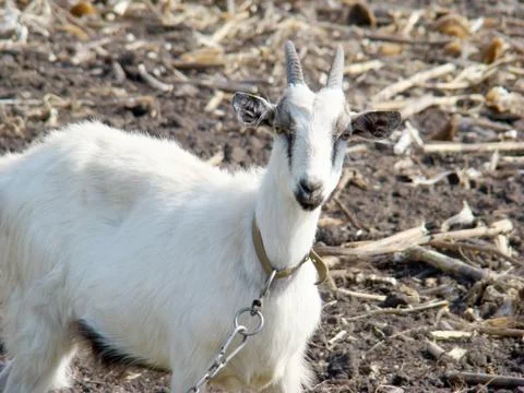 Goat Stock-Fotos