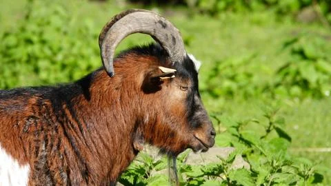 Goat. Stock-Fotos