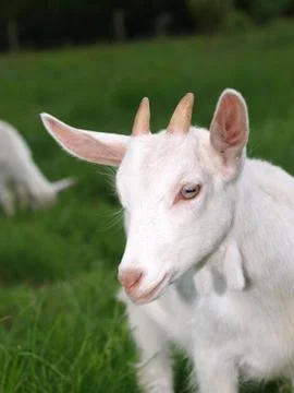Goat Stock Photos