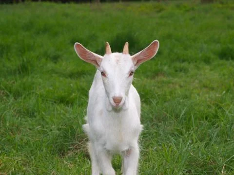 Goat Stock Photos