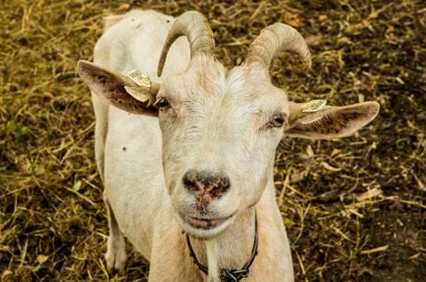 Goat Stock Photos