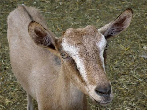 Goat Stock-Fotos
