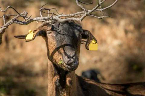Goat Stock Photos