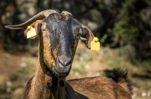 Goat Photos
