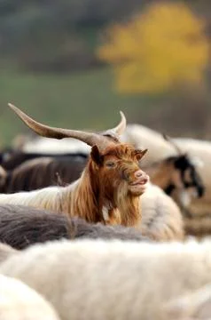 Goat Stock Photos