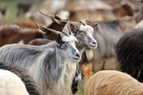 Goat Stock Photos