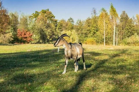 Goat Stock Photos