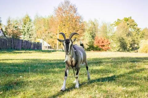 Goat Stock Photos