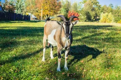 Goat Stock Photos