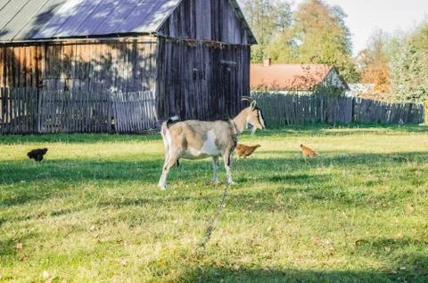 Goat Stock Photos