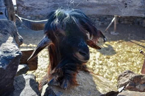 GOAT Stock Photos