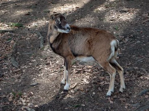 Goat Foto stock