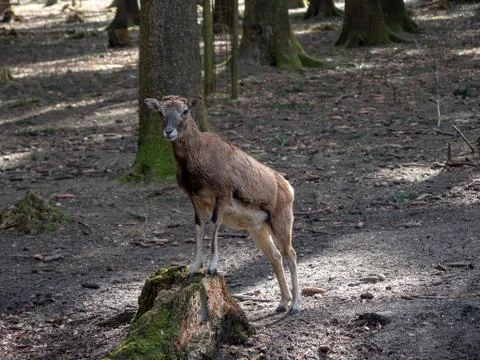 Goat Foto stock