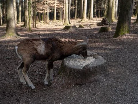 Goat Foto stock