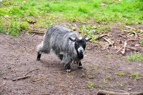 Goat Stock Photos