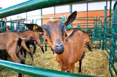 Goat Stock Photos