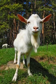 Goat Stock Photos