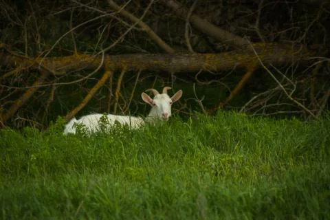 Goat Stock Photos
