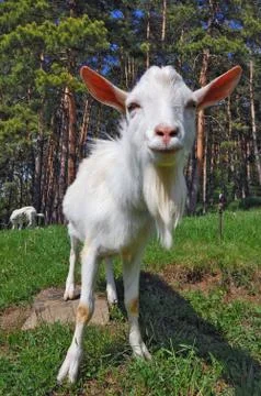 Goat Stock Photos