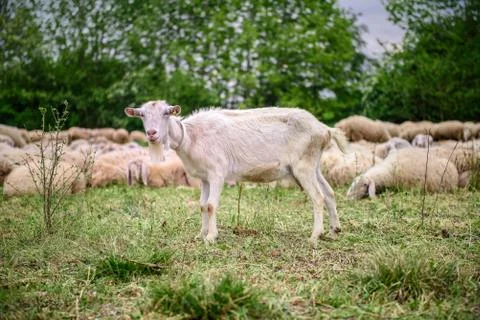 Goat Stock Photos
