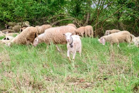 Goat Foto stock