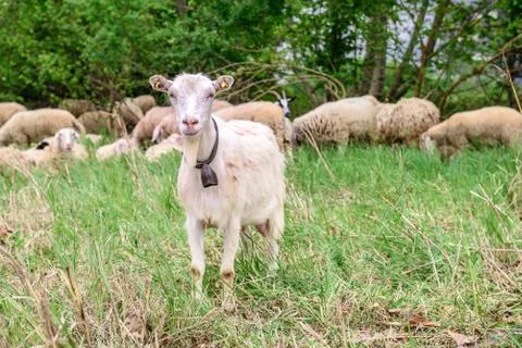 Goat Stock Photos