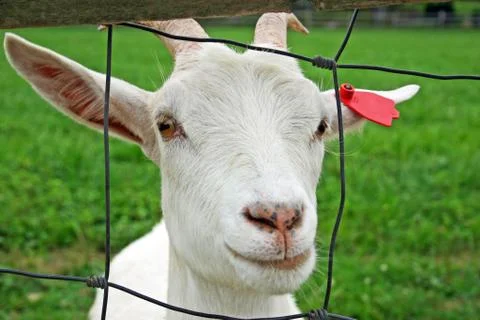 Goat Stock Photos