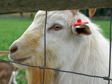 Goat Stock-Fotos