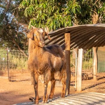 Goat Stock Photos